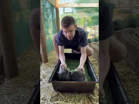 Growing broccoli sprouts for my guinea pigs #guineadad #guineapigs