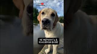Лабрадор 🐕 Нюхач Обожающий Воду