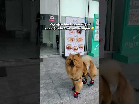 insanlardan daha sadık... #keşfet #keşfetbeniöneçıkar #köpek #sevinç #sevgi #aile #viralvideo