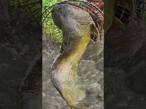 Asian Country Fishing #shorts | Amazing Rural Fishing Video 🐟 Best Asian Fishing Technique #shorts