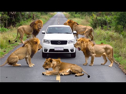 Lion Attack in Jungle | Animal Attack Survival Short Film