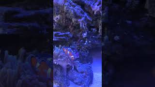 I found Nemo #fish  #OcellarisClownfish