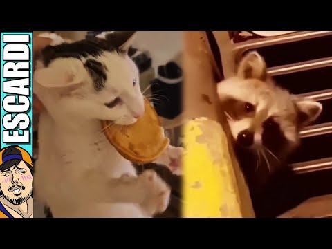 ANIMALES ROBAN COMIDITA