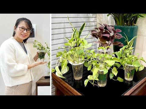 DIY Hydroponic Plant Pots to Keep Mosquitoes Away and Harvest Vegetables in Your Garden