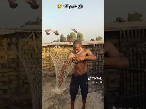 مو حجي ضيم شون شكف طير #ارافل