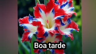 Mensagem de boa tarde amigos