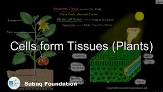 Cells form Tissues (Plants)