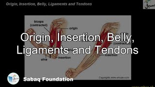 Origin, Insertion, Belly, Ligaments and Tendons