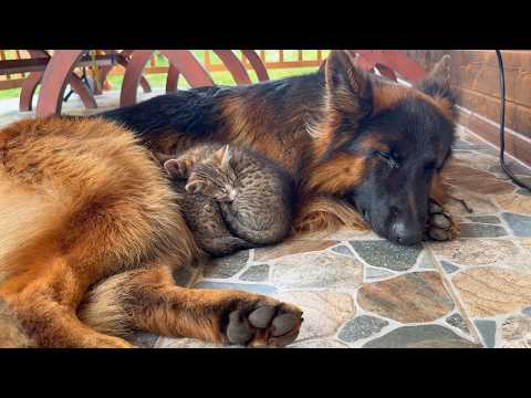 Foster Kitten Needs Her German Shepherd to Fall Asleep