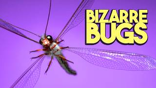 Bizarre Bugs in Flight! Slow Motion - 14 species