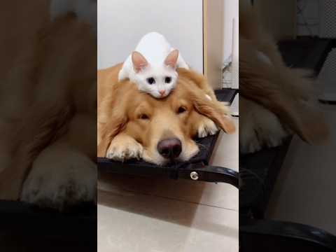 Dog and cat ❤️ #dog #cat #love #pets