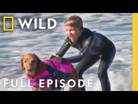 Dogs Got Talent (Full Episode) | Super Underdogs | Nat Geo Animals