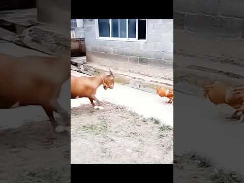 sự lì lợm của chú gà#shortvideo #song #animals #wildlife #cat #short #shortsfeed