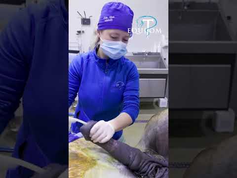Les avantages de la sonde urinaire en anesthésie générale chez le cheval. Publié sur Instagram
