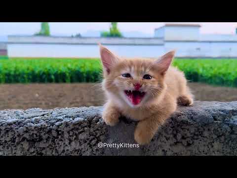 Ginger Cat Videos🐈 Cute Ginger Baby Searching For Mouse🐭🪤