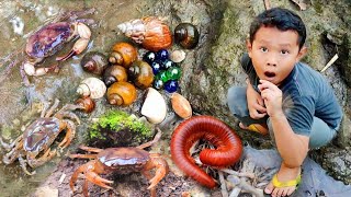 Melihat Snails, Bekicot, Keong, Siput, Cangkang,  Kaki seribu atau Luwing, kepiting, ikan hias #14