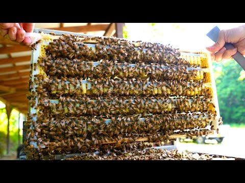 ローヤルゼリーを大量生産するプロセス。日本一の養蜂場。