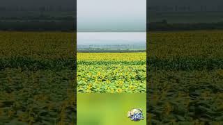 Golden waves of sunflowers in Shanxi