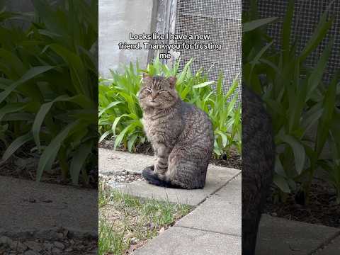 This stray cat surprised me today