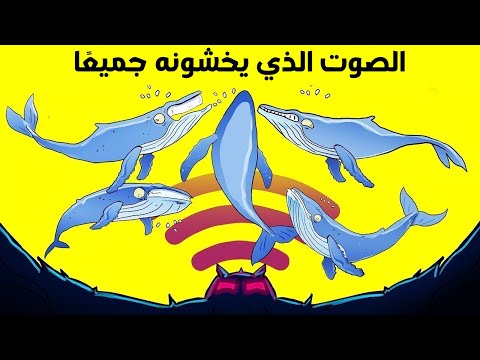 السبب وراء عدم رغبة الحيتان في العيش في المحيط