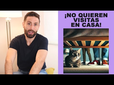 ¿Cómo manejo el estrés de mis gatos con visitas en casa?