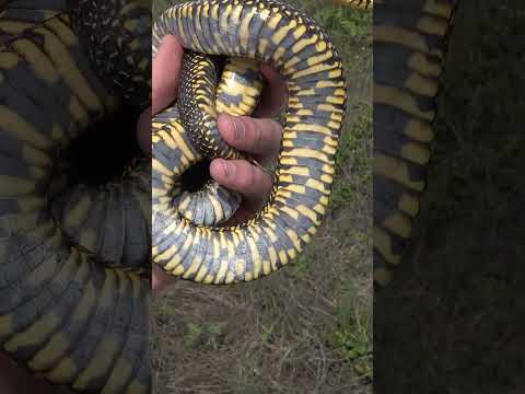 Flipping Discarded Wood and Finding a Bright Yellow Speckled King Snake!