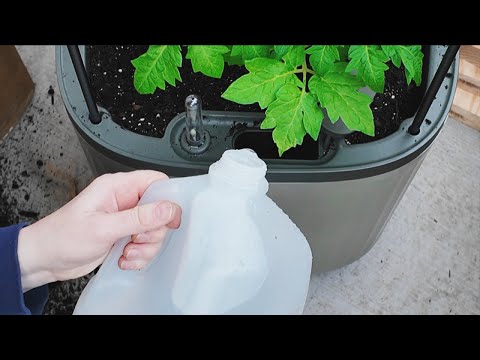 Growing Tomatoes On a Balcony Or In Your Home || Vego Tomato Tower