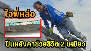 นาทีชีวิต ปีนหลังคาช่วย 2 เหมียว กำลังสิ้นใจ