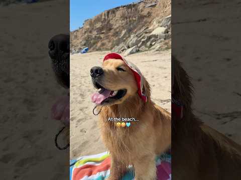 Beach is lifeeee - Zebby #goldenretriever #dogsoftiktok #fyp #beachdog #funnydogs #dogs #happydog