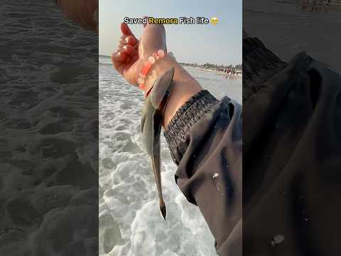 Rescue Mission: Not all fish in nets are food.. Some just want to live ๐ฅบ