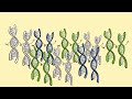Genetics and Cancer Risk Assessment