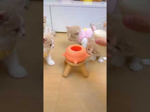These cats are scrambling for milk #cat #pets#animals #cute #funny