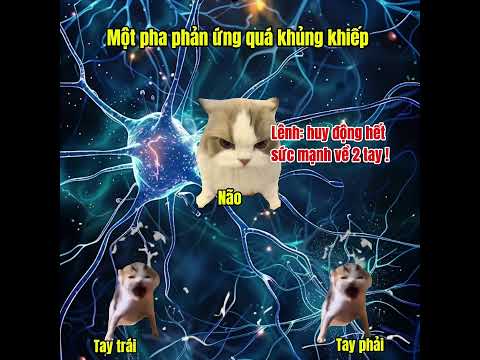 Ôi thần linh ơi ! Phản ứng quá nhanh #meme #cat #pets