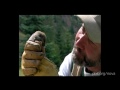 Ecological Succession After the Mt. St. Helens Eruption