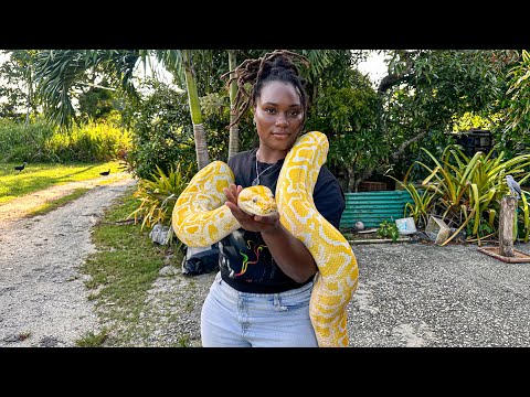 EXPLORING EXOTIC WILDLIFE- Let’s Get Trini Street Food