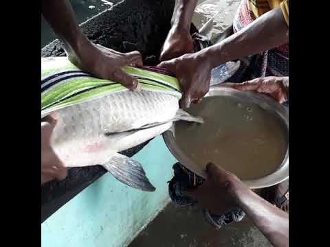 ? Monster Catla Fish Eggs Collected By Push Their Belly By Hand | Amazing Unique Technic