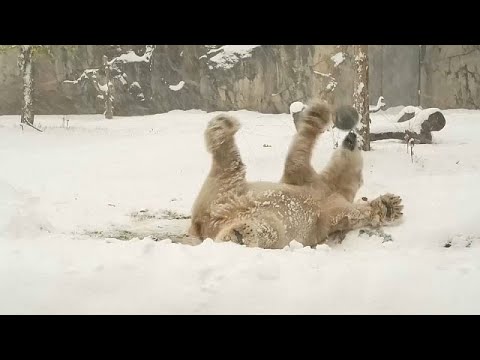 Gli animali dello zoo di Chicago giocano sulla neve