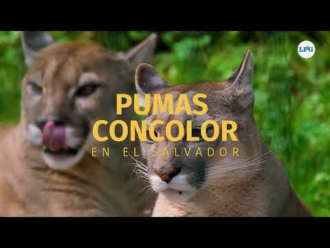 Pumas concolor, los felinos que habitan en algunas montañas de El Salvador