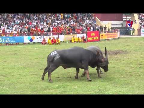 Do Son Buffalo Fighting Festival