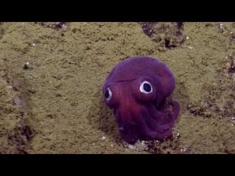 深海裡的紫色大眼生物 烏賊