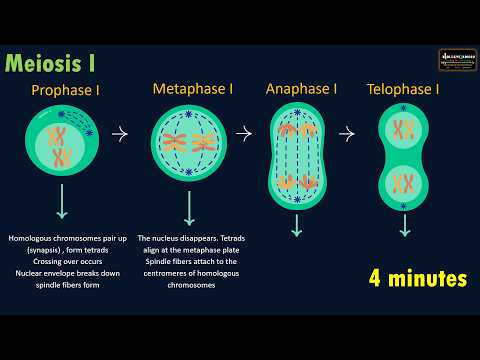 Learn Stages of Meiosis in 4 Minutes