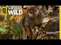 Macaques and Tigers: Survival Strategies