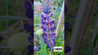 lupine in bloom in Raab Park Poulsbo garden patch (with bee)