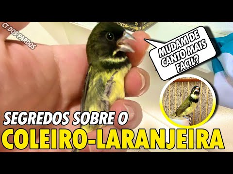 Os segredos do COLEIRO-LARANJEIRA! Ele é frio? Muda de canto mais fácil?