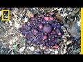 Cassowary Dung Research Insights