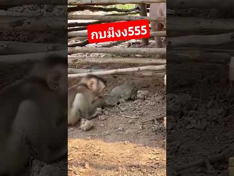 อะไรว่ะนั่นไอ่นั่น🤣🤣🤣
