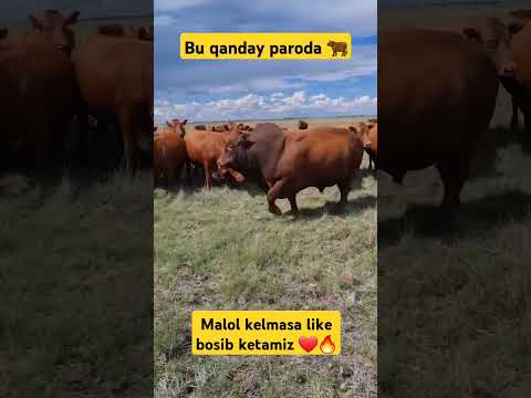 Video yoqqan bo‘sa like bosib ketamiz. Kanalga obuna bo‘ling. #respect #buqalar #buqaboqish