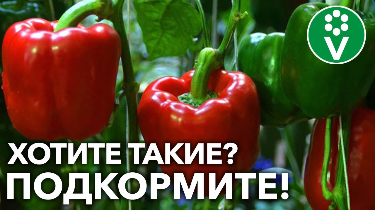 Подкормите этим ваши перцы и начало осени точно порадует вас обилием урожая!