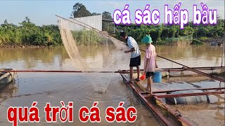 Xúc Có Mấy Vợt Mà Cả Đống Cá Nấu Món Cá Sác Hấp Bầu Quá Ngon # SĂN BẮT ĐỒNG THÁP #