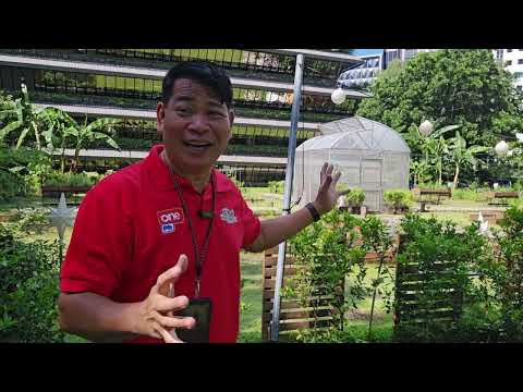 GULAYAN SA OPISINA: SMC GARDEN #gardening #gulayansabakuran #farming101